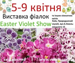   Easter Violet Show